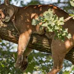 Trail Camera Catches Epic Photos Of Sleepy Mountain Lion