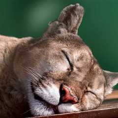 California Family Set Out Coyote Trap Only To Catch A Mountain Lion