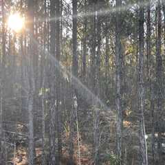 There’s More Than Meets the Eye: Can You Find the Opossum?