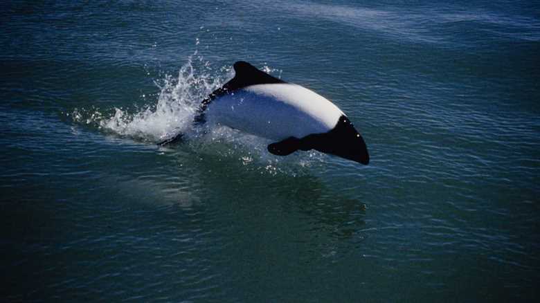 Tourist Captures Incredible Footage Of Elusive Sea Creature: The Skunk Dolphin