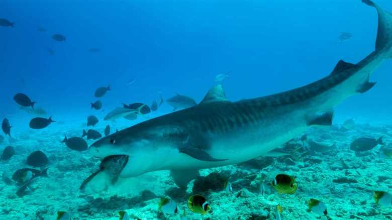 Tiger Shark Bit Scuba Diver In A Case Of Mistaken Identity