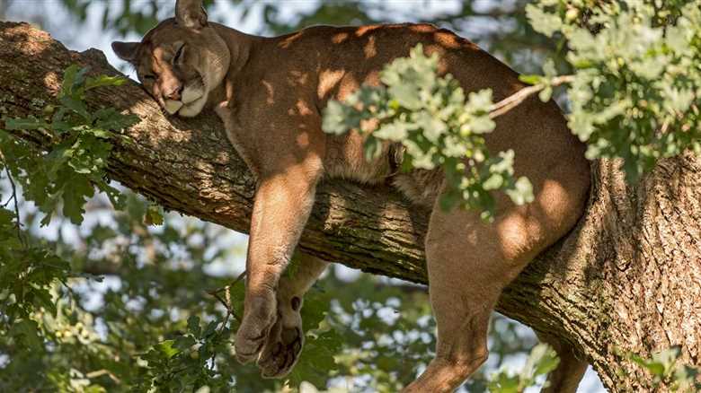 Trail Camera Catches Epic Photos Of Sleepy Mountain Lion