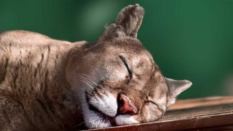 California Family Set Out Coyote Trap Only To Catch A Mountain Lion