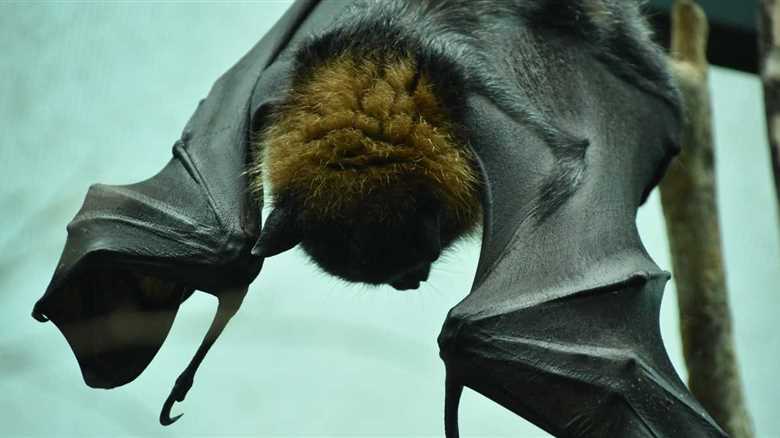 Rescuer Notices Exhausted Wild Animal Clinging To Edge Of A Pool