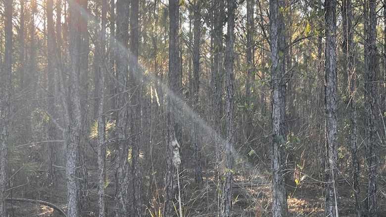 There’s More Than Meets the Eye: Can You Find the Opossum?