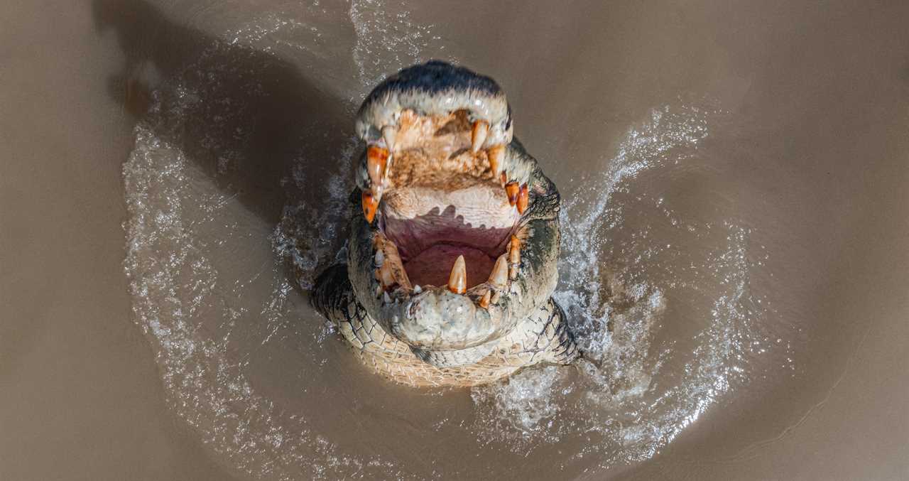 Crocodiles Are 'Absolutely Everywhere' Following Flooding In Australia