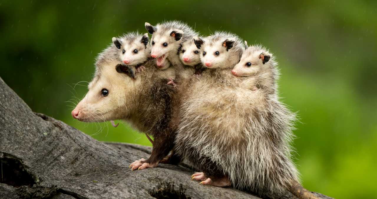 Rescuers Save An Opossum From A Roof And Find A Lovely Surprise