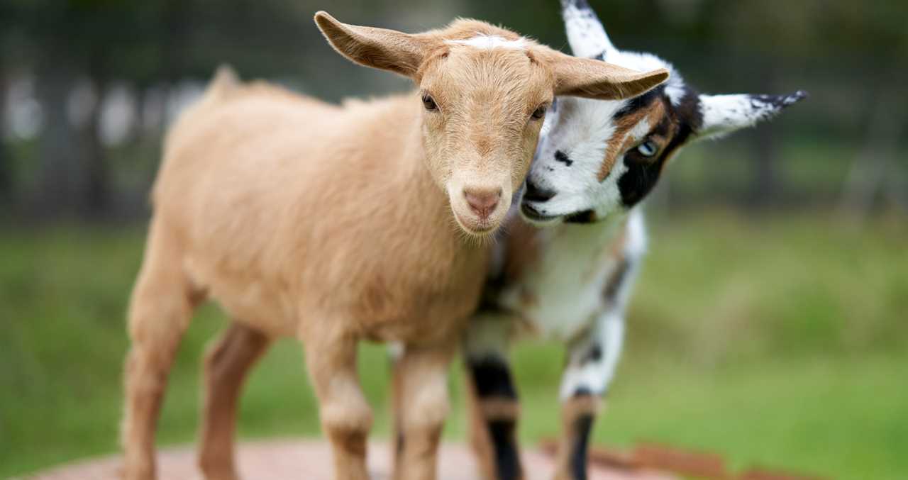 Orphaned Baby Alpaca Forms Adorable Friendship With Goats