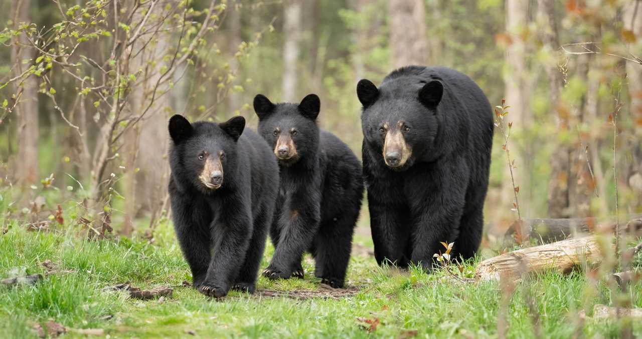As Warm Weather Brings Bears Out Of Hibernation Experts Share How To Peacefully Coexist With Them