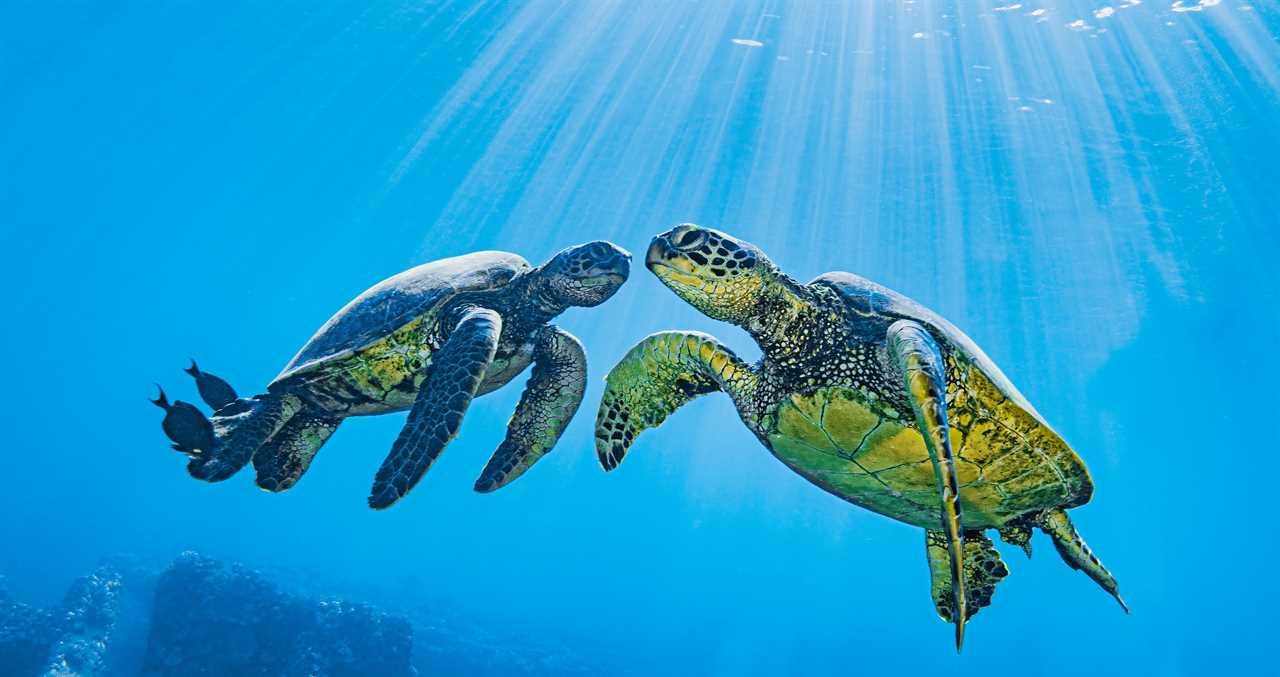 Marine Biologists Strap A Camera To A Sea Turtle And Learn Some Surprising Things