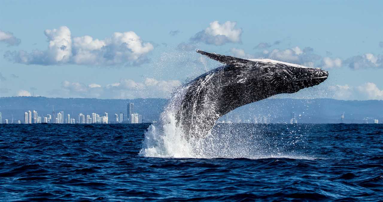 Insane Footage Shows A Massive Humpback Whale Trapped Inside A California Harbor