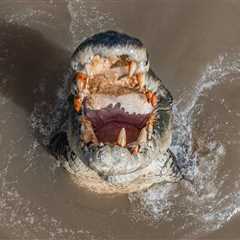 Crocodiles Are ‘Absolutely Everywhere’ Following Flooding In Australia