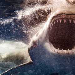 Sea Lion Who Was Rescued After Shark Attack Is Finally Released Back Into The Ocean