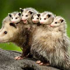 Rescuers Save An Opossum From A Roof And Find A Lovely Surprise