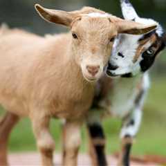 Orphaned Baby Alpaca Forms Adorable Friendship With Goats