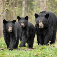 As Warm Weather Brings Bears Out Of Hibernation Experts Share How To Peacefully Coexist With Them