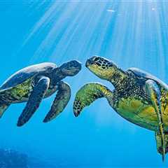 Marine Biologists Strap A Camera To A Sea Turtle And Learn Some Surprising Things