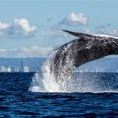 Humpback Whale Stranded On German Beach Finally Swims To Freedom