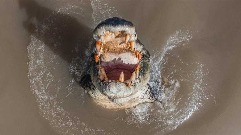 Crocodiles Are ‘Absolutely Everywhere’ Following Flooding In Australia