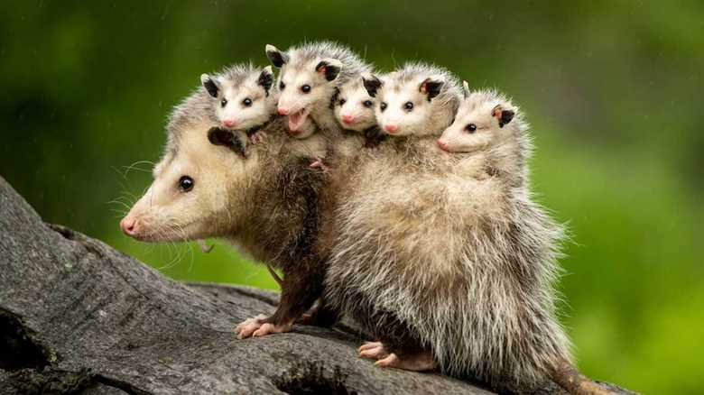 Rescuers Save An Opossum From A Roof And Find A Lovely Surprise