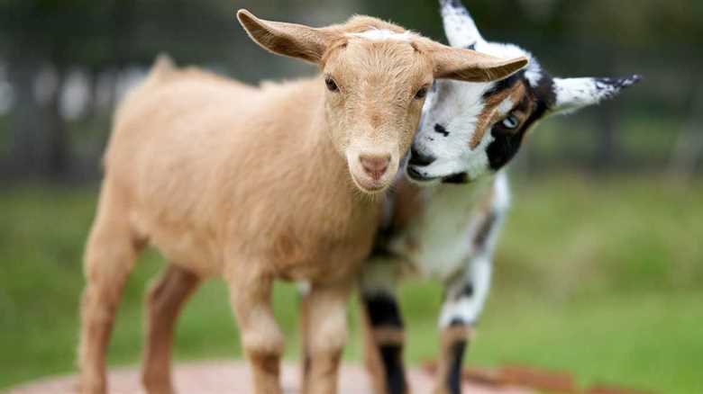 Orphaned Baby Alpaca Forms Adorable Friendship With Goats