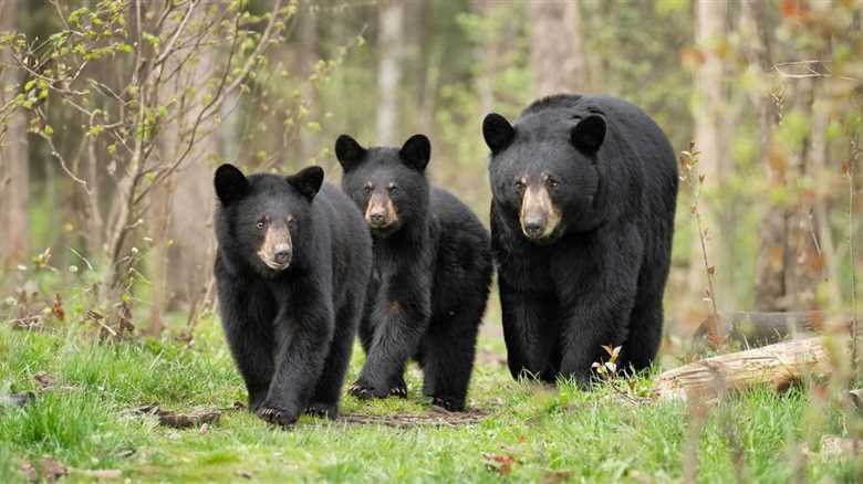 As Warm Weather Brings Bears Out Of Hibernation Experts Share How To Peacefully Coexist With Them