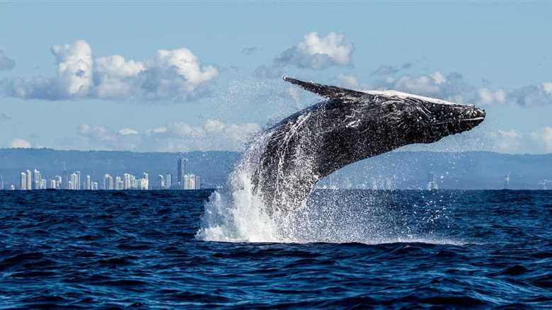 Humpback Whale Stranded On German Beach Finally Swims To Freedom