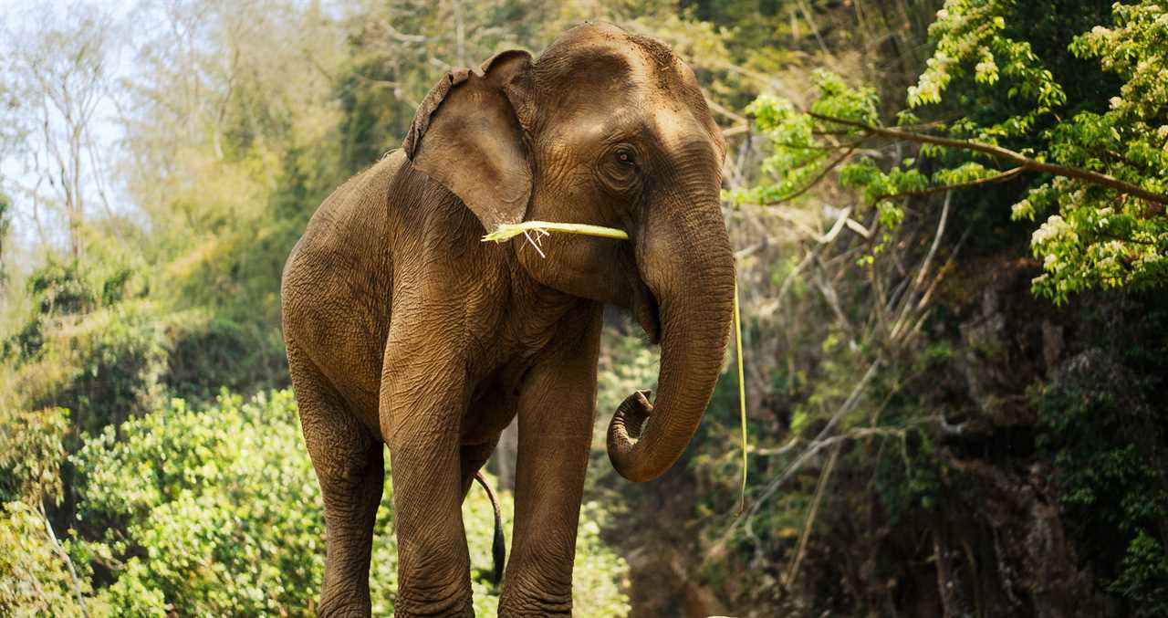 52-Year-Old Elephant Is Safely Returned After Miraculously Escaping Her Enclosure