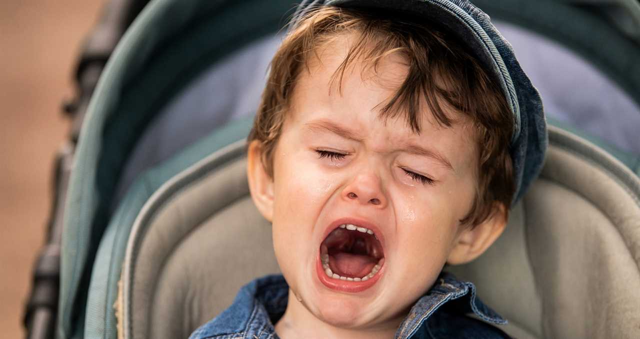 Toddler Is Injured After Sticking His Hand Into A Wolf Enclosure At Zoo