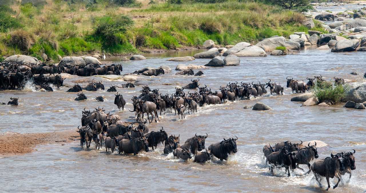 Wildlife Concerns Surge After Kenya Court Makes Their Ruling Over A Luxury Safari Camp