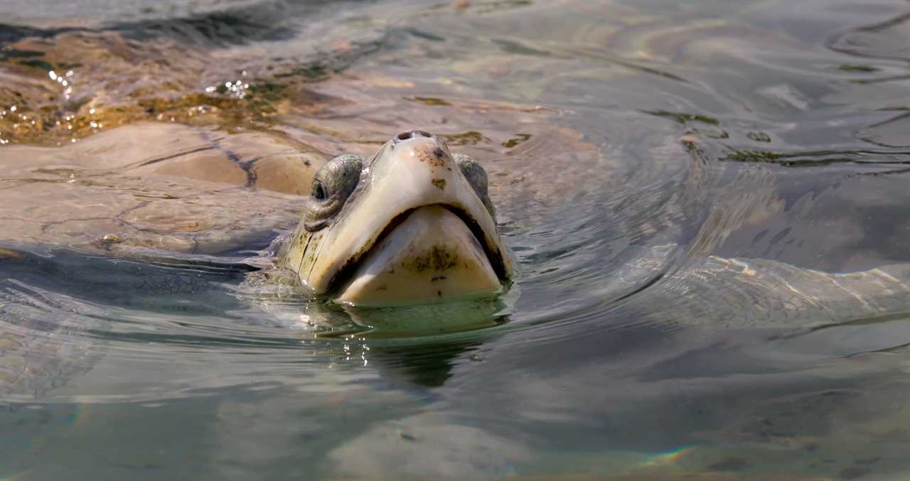 Lifeguard Rescued One Of The World's Rarest Sea Turtles 