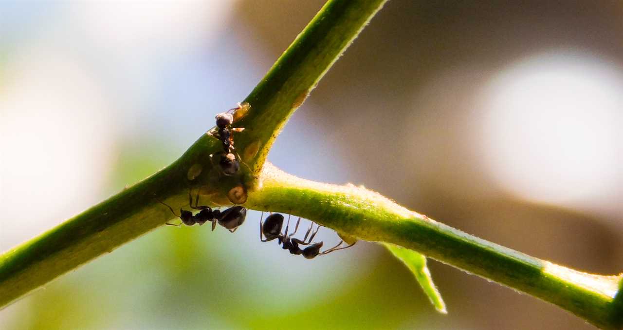 Ant With Potentially Deadly Sting Has Invaded The U.S. — What You Need To Know