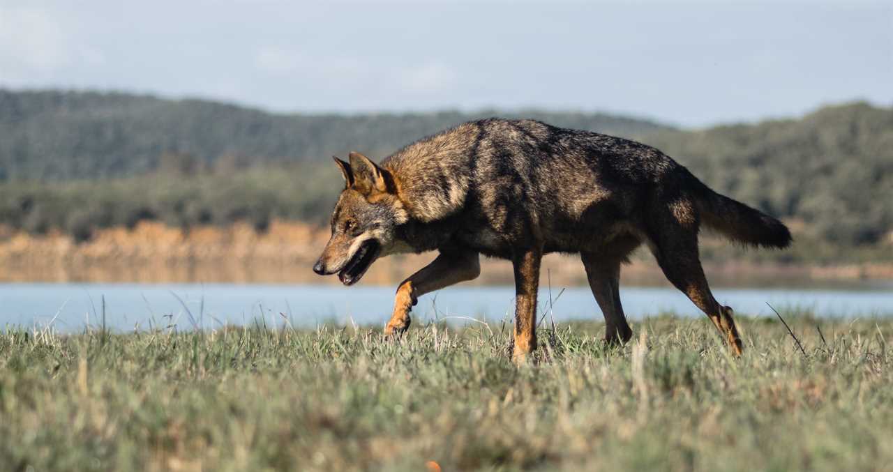An Escaped Wolf Is Finally Returned To The Zoo After A Nine Day Search