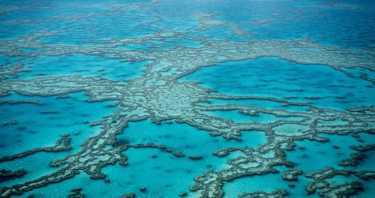 Attempt To Clean Up Shipping Market Lead To Further Coral Bleaching Of Great Barrier Reef