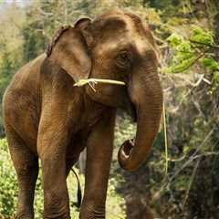 52-Year-Old Elephant Is Safely Returned After Miraculously Escaping Her Enclosure