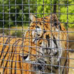 Are Zoos Ethical? These Institutions Set Out To Prove That They Can Be