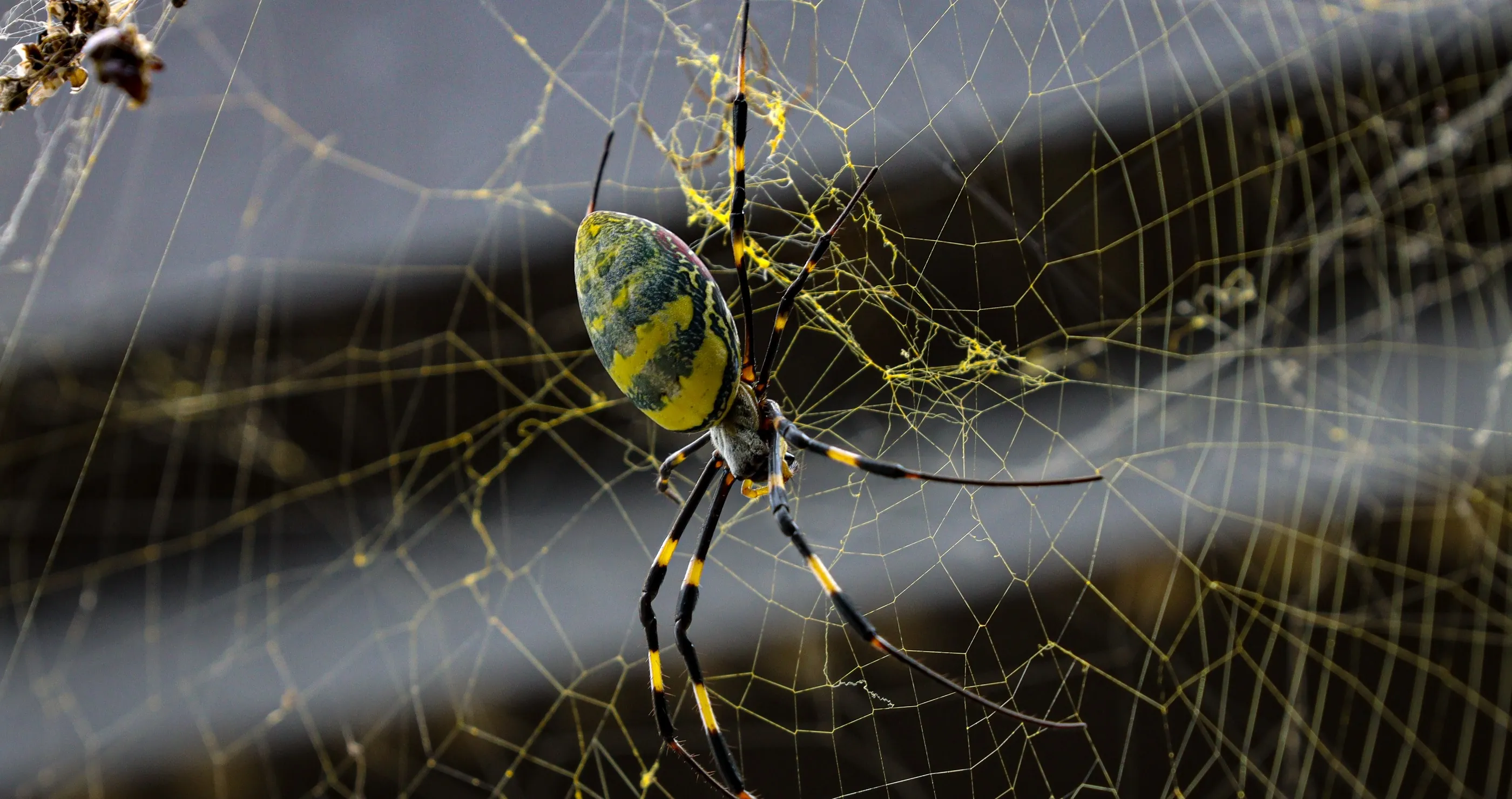 Massive Spiders From 2021 Are Making A Comeback