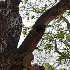 Can You Find the Hidden Owl? It’s Looking Right at You.