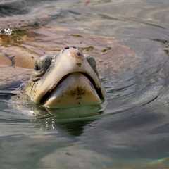 Lifeguard Rescued One Of The World’s Rarest Sea Turtles