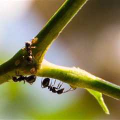 Ant With Potentially Deadly Sting Has Invaded The U.S. — What You Need To Know