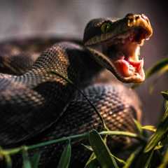 Experts Share Their Thoughts On Why Rattlesnakes Are Biting So Many People This Spring