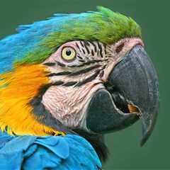 Costa Rica Wildlife Groups Find Major Faults With New Regulations