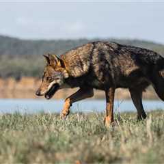 An Escaped Wolf Is Finally Returned To The Zoo After A Nine Day Search