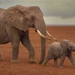 A Baby Elephant Forms A New Bond After Being Rejected By Its Mother