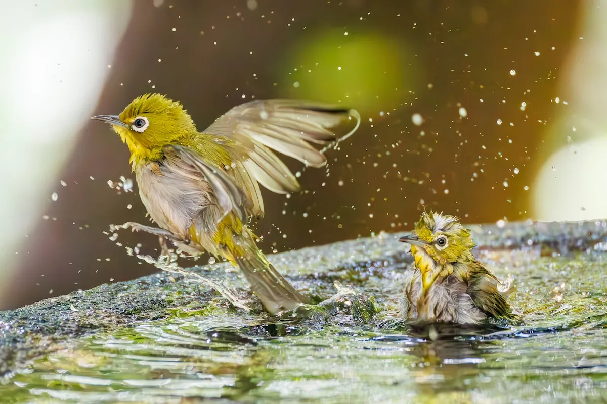 See the Winners of the NWF’s Garden for Wildlife Photo Contest