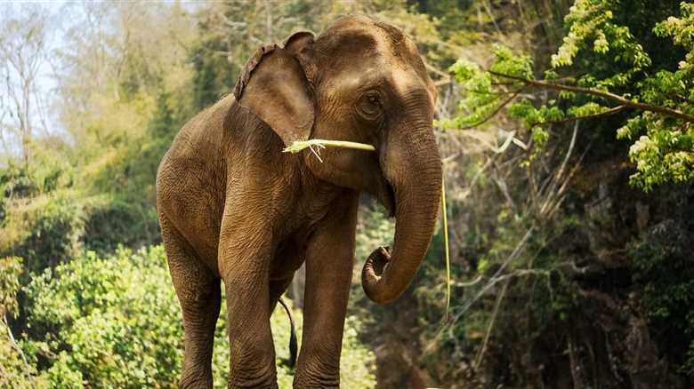 52-Year-Old Elephant Is Safely Returned After Miraculously Escaping Her Enclosure