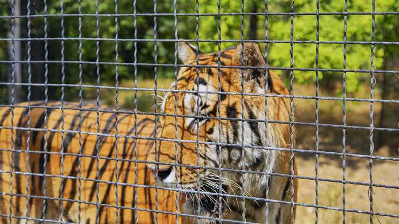 Are Zoos Ethical? These Institutions Set Out To Prove That They Can Be