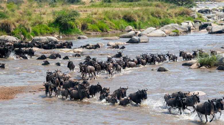 Wildlife Concerns Surge After Kenya Court Makes Their Ruling Over A Luxury Safari Camp