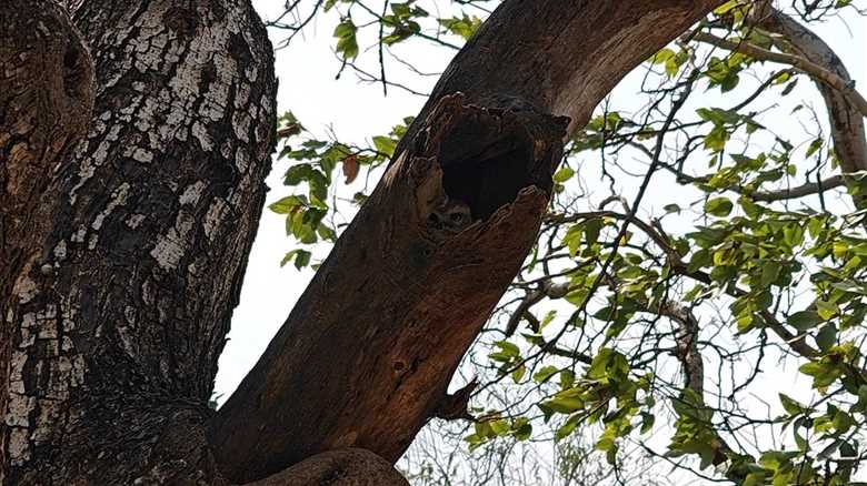 Can You Find the Hidden Owl? It’s Looking Right at You.