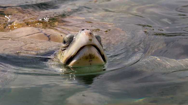 Lifeguard Rescued One Of The World’s Rarest Sea Turtles